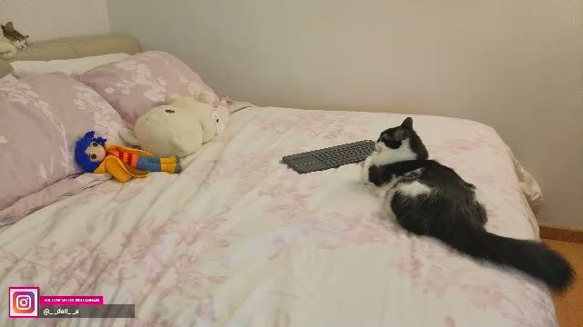 daliapunkt Chaturbate cam rip 2026-07-30 02:59