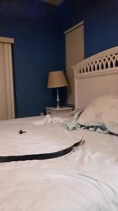 kensvix Chaturbate cam recording 2026-08-27 12:16