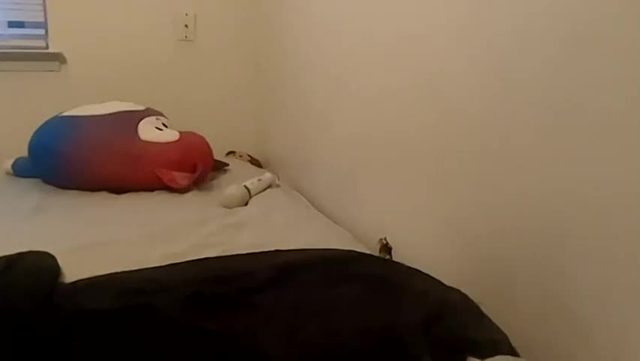 violet_kitty_9 Chaturbate cam rip 2026-06-21 10:31